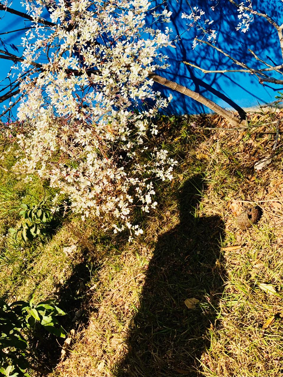 Fotografia colorida com a parte superior do muro em azul seguido de grama já queimada pelo sol do inverno na Chapada dos Veadeiros.
                  Abaixo, à esquerda, um galho com flores brancas da árvore “Cabeça de Velho” e à direita, a sombra do corpo de Marise Barbosa.